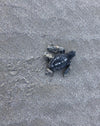Turtle Power in Santa Teresa