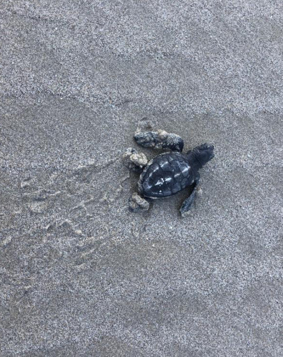 Turtle Power in Santa Teresa