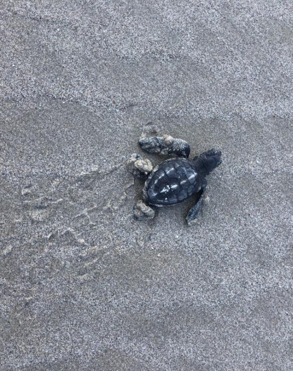 Turtle Power in Santa Teresa