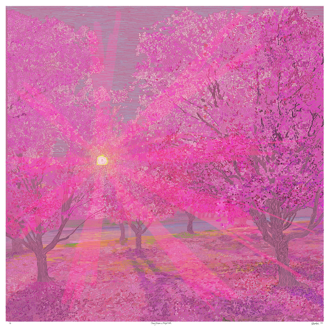 CHERRY BLOSSOM IN PROSPECT PARK
