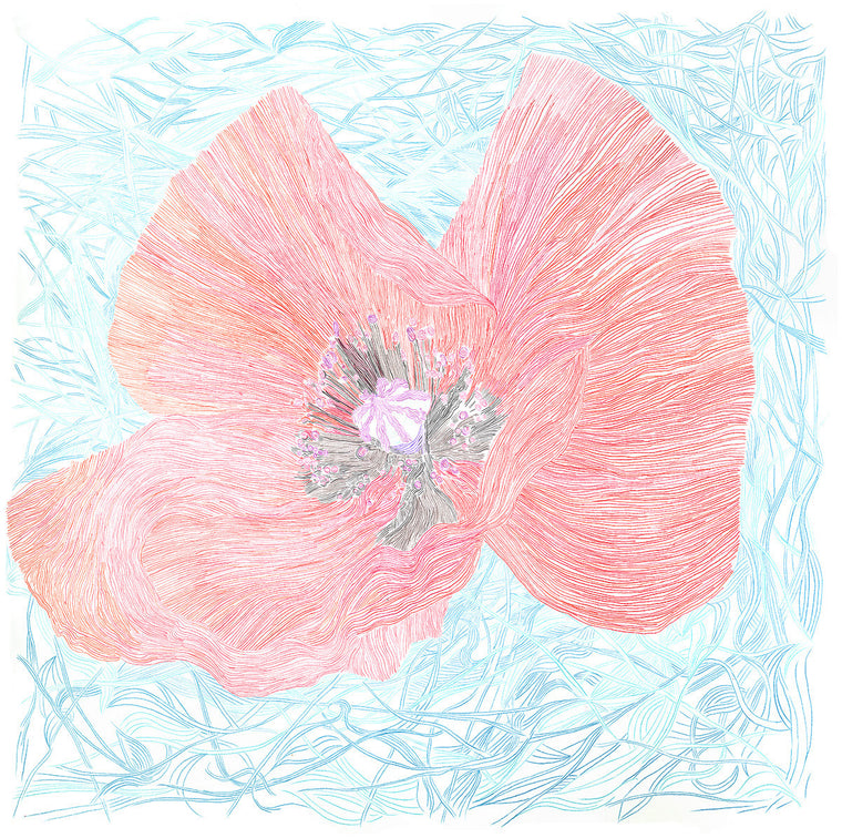 Poppy