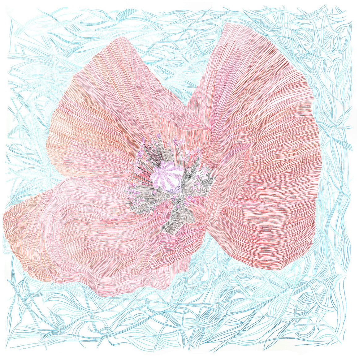 Poppy