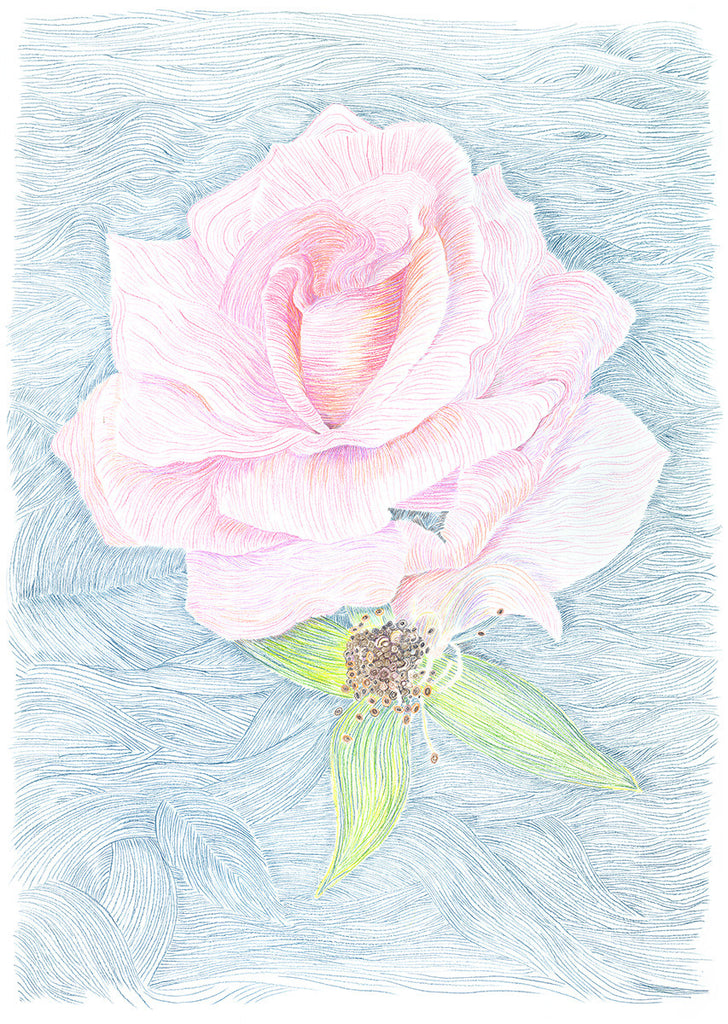 Wild Rose