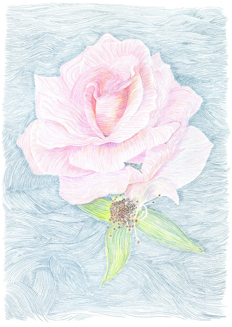 Wild Rose