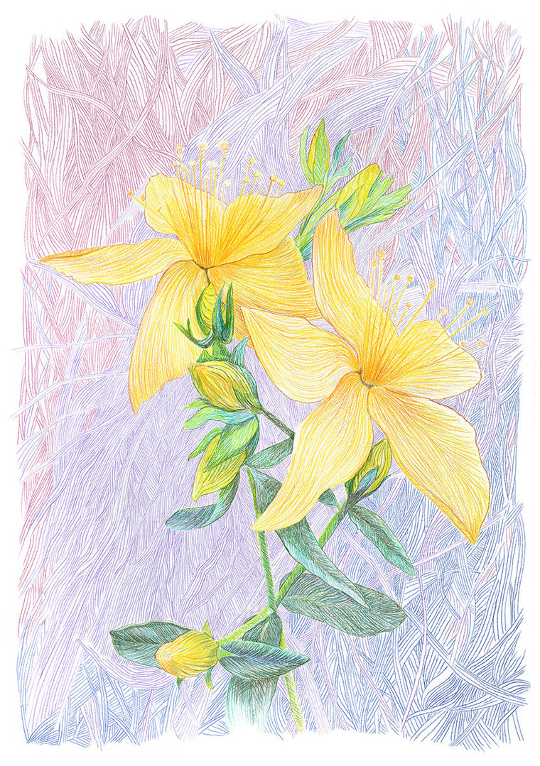 St Johns Wort