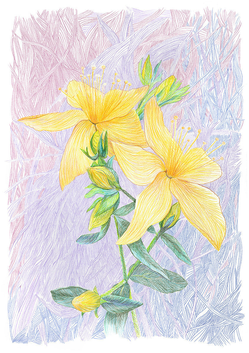 St Johns Wort