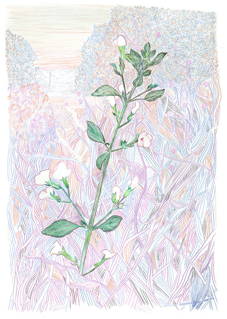 Wild Mint