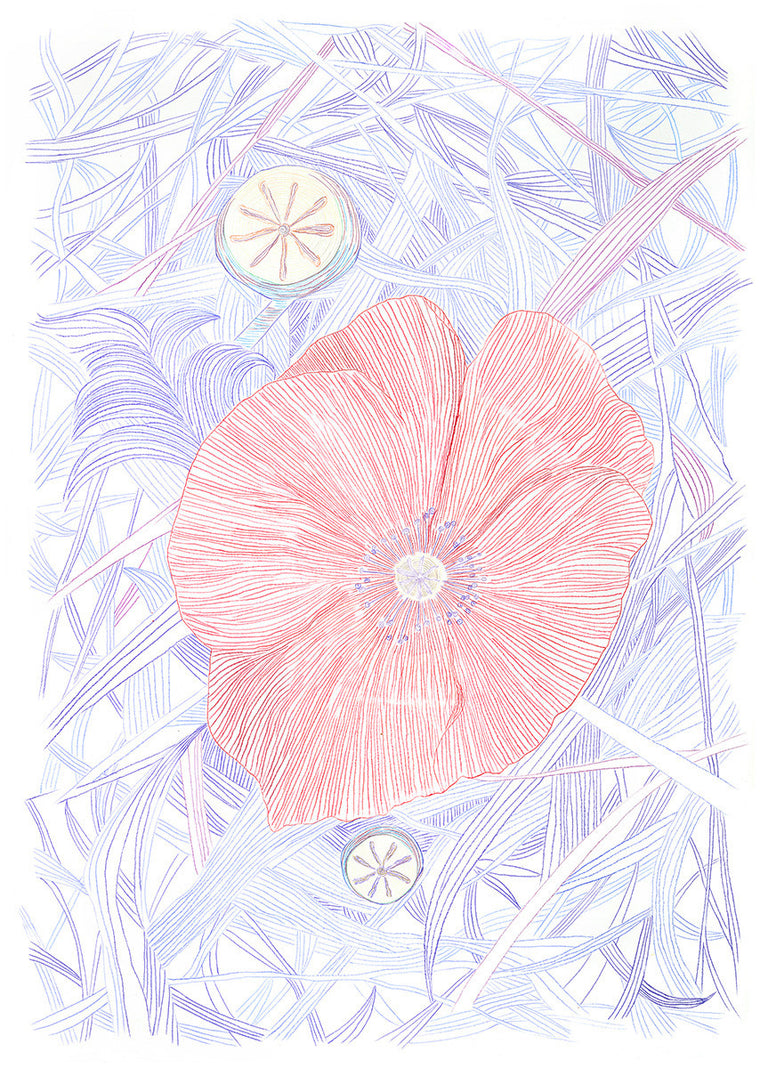 Poppies