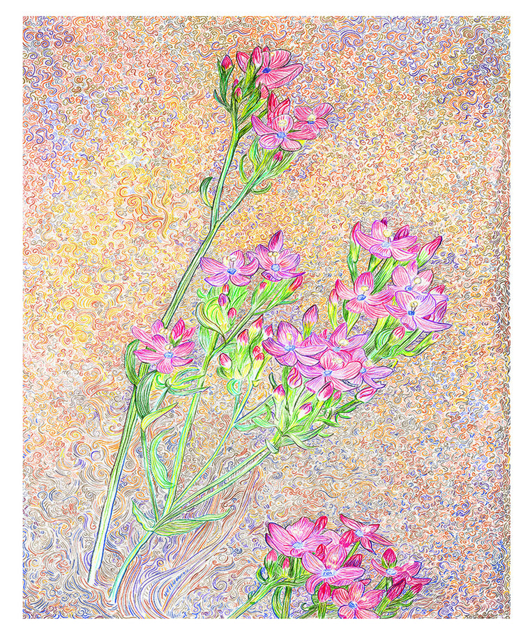 Centaury