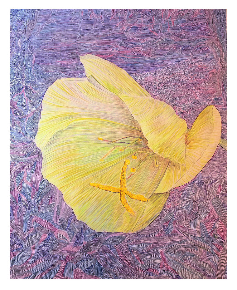 EVENING PRIMROSE