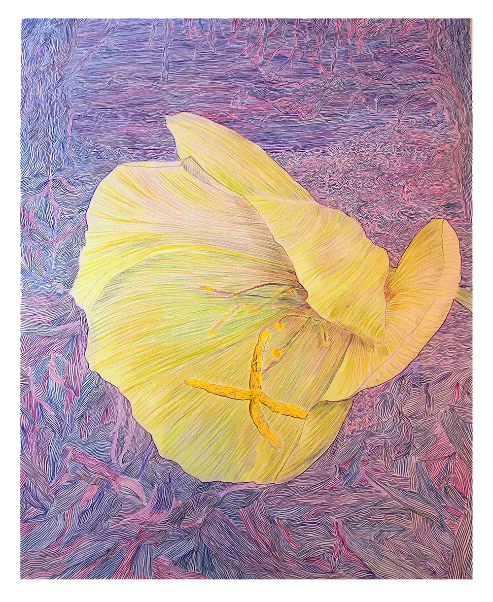 EVENING PRIMROSE