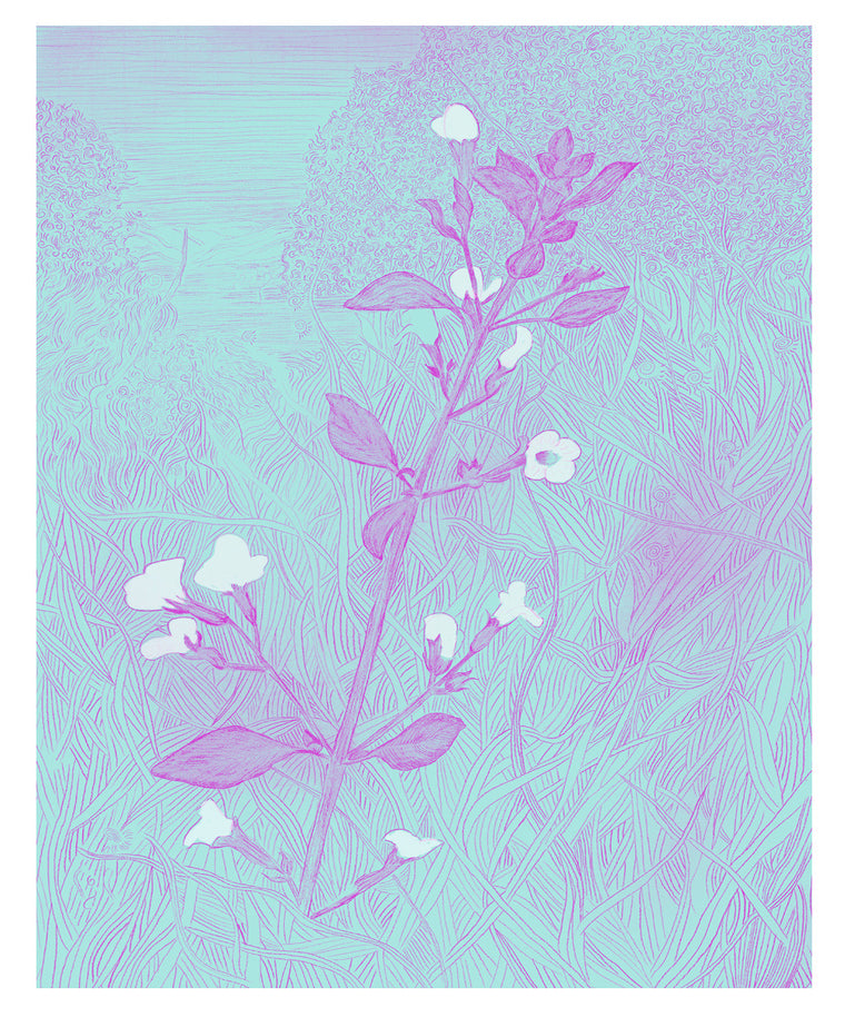 WILD MINT